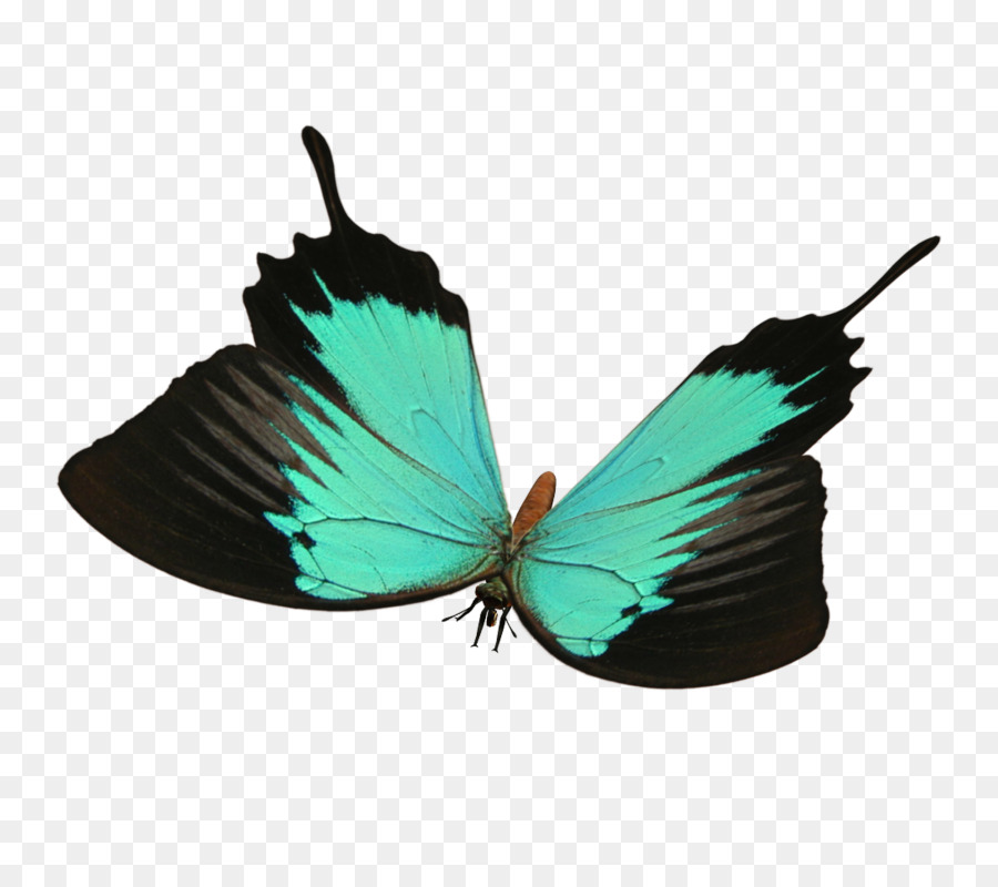 Papillon，Insecte PNG