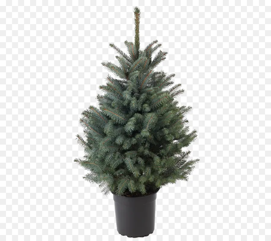 Pin，Arbre PNG