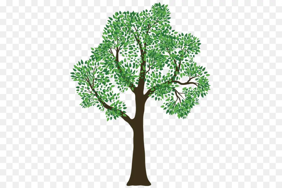 Arbre Vert，Feuilles PNG