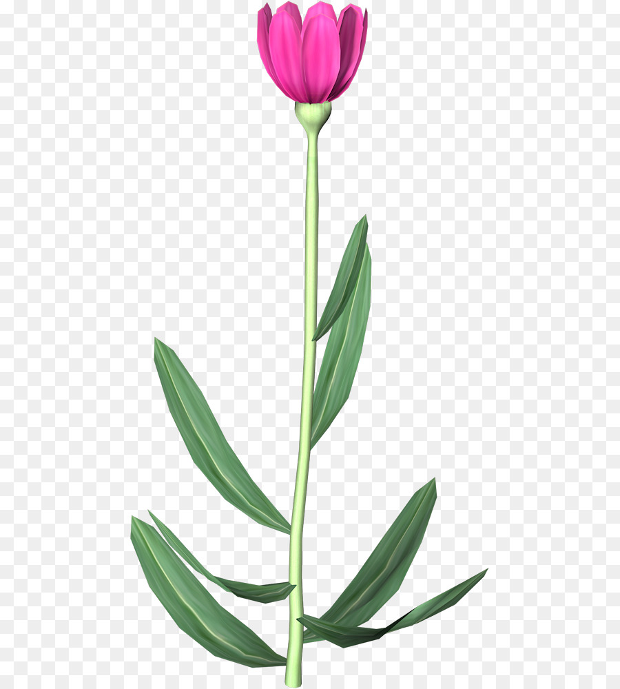 Tulipe Rouge，Tige PNG