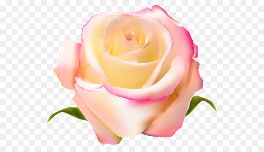 Roses De Jardin，Roses De Centifolia PNG