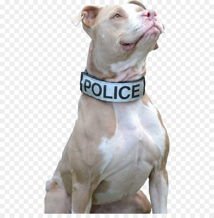 Chien Policier，Chien PNG