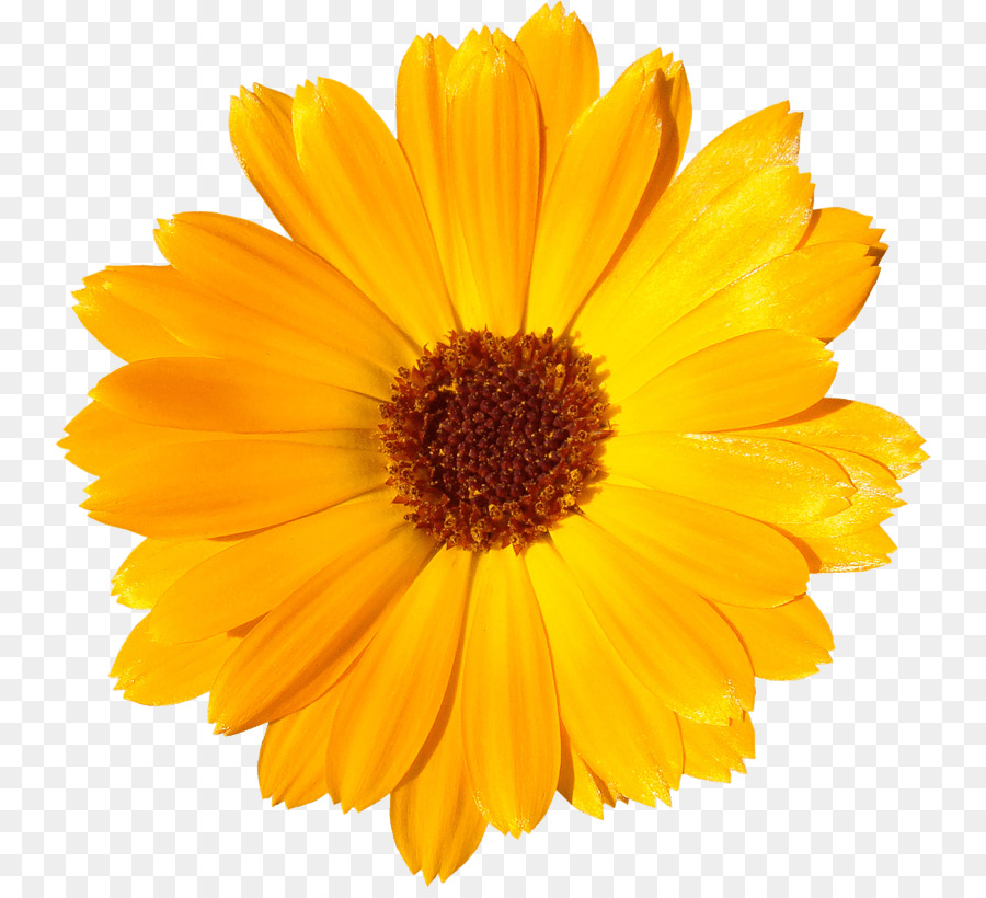 Fleur Jaune，Usine PNG