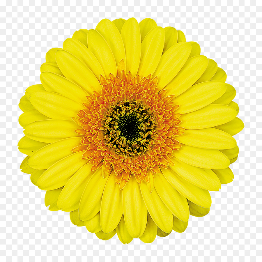 Fleurs Jaunes，Fleurir PNG