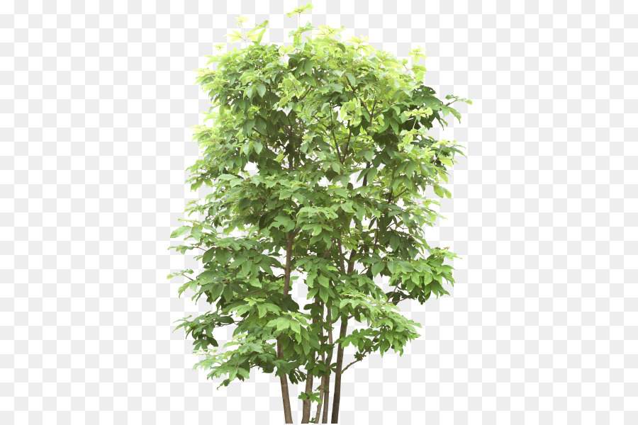 Arbre Vert，Feuilles PNG