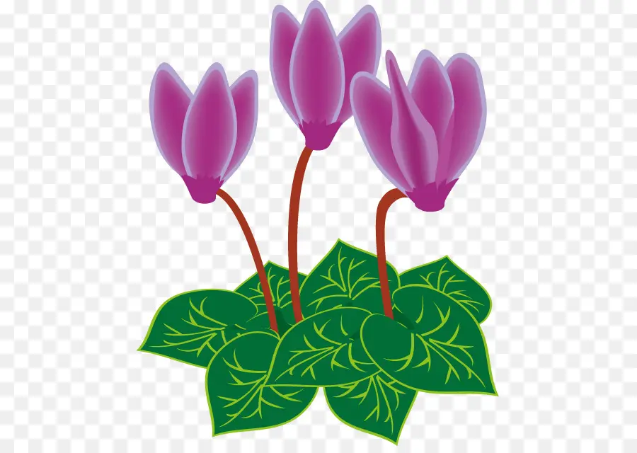 Cyclamen，Fleur PNG