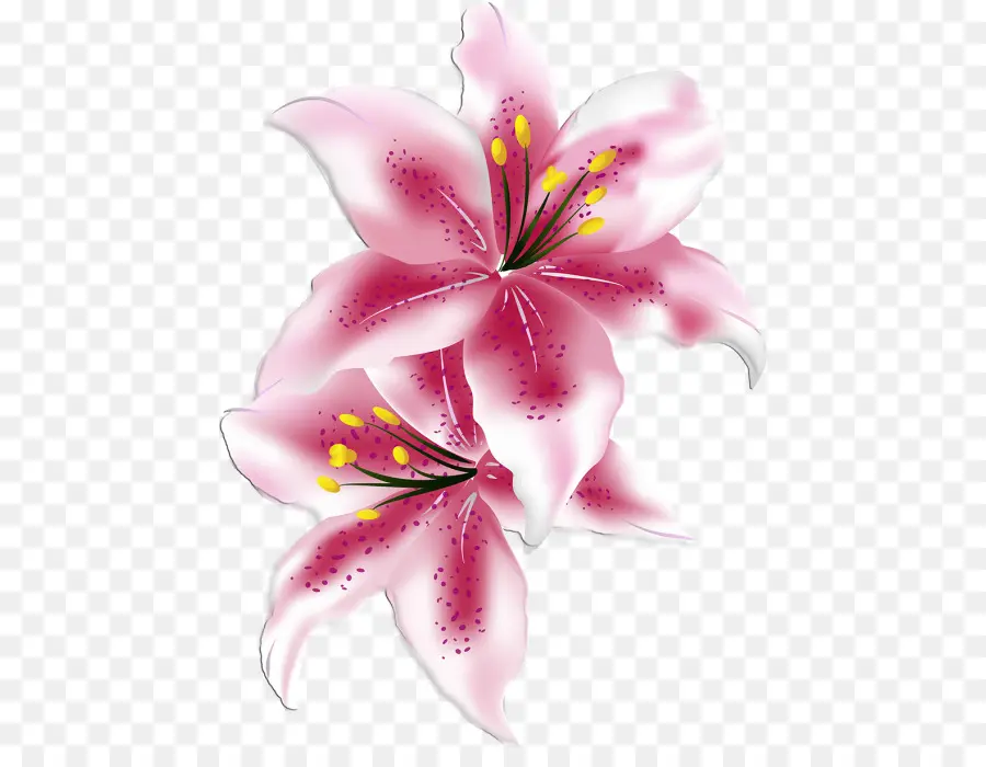 Lys，Fleur PNG