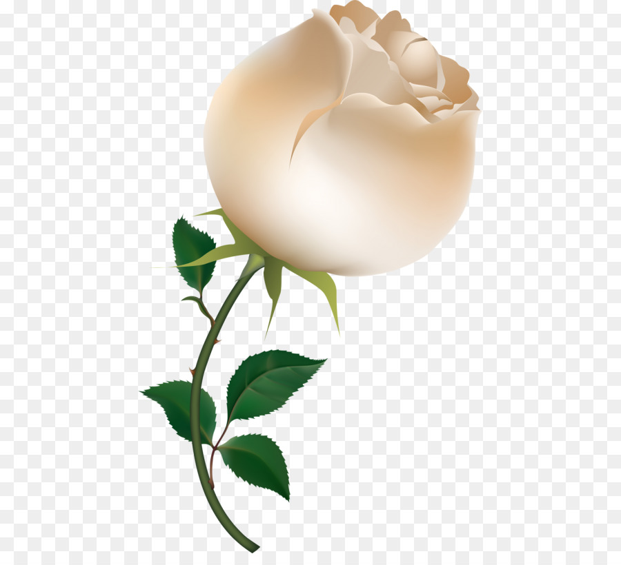 Rose，Dessin PNG