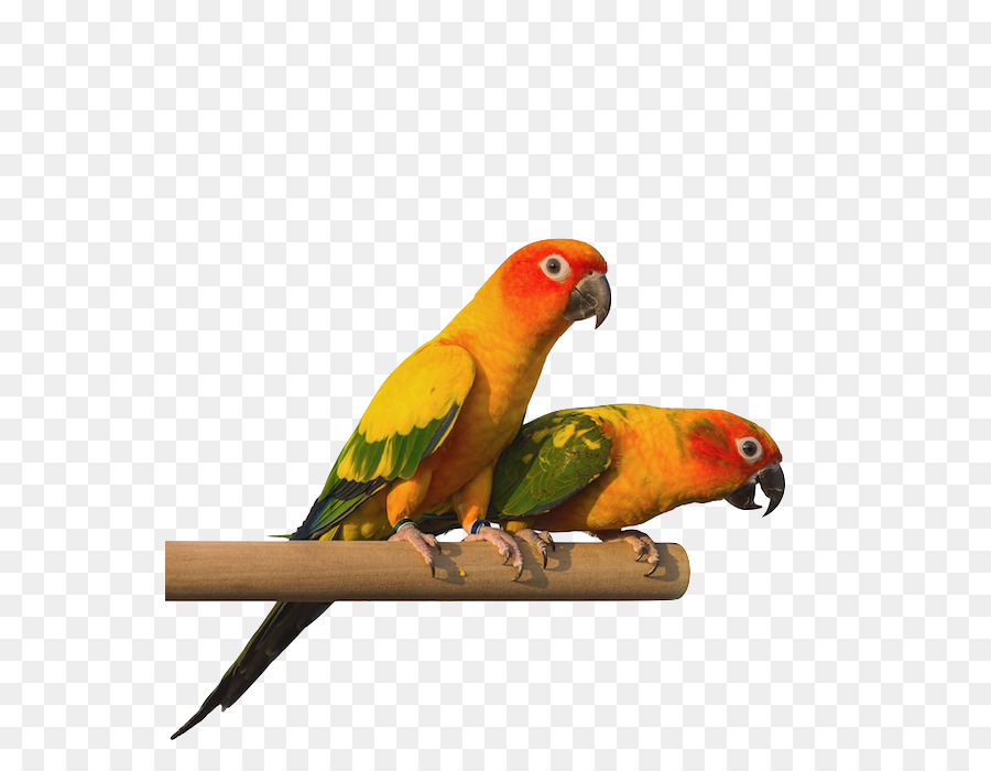 Perroquets，Coloré PNG