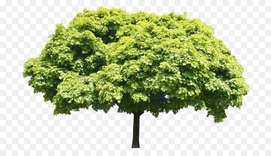 Arbre Vert，Nature PNG