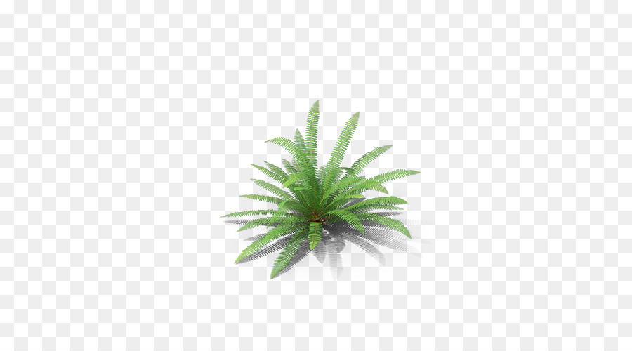 Agave，Succulent PNG