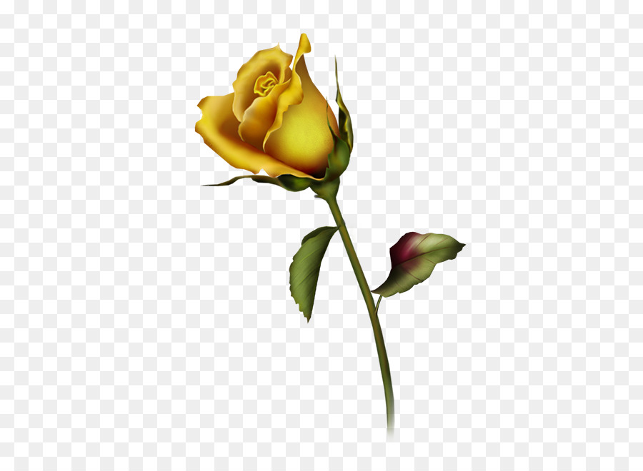 Rose，Royaltyfree PNG