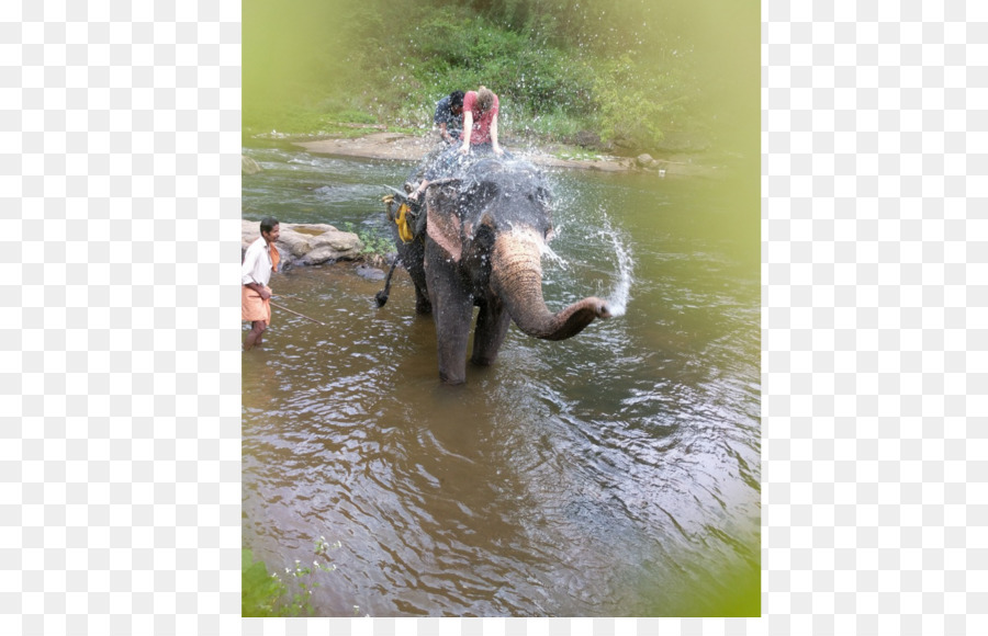 Munnar，éléphant Indien PNG