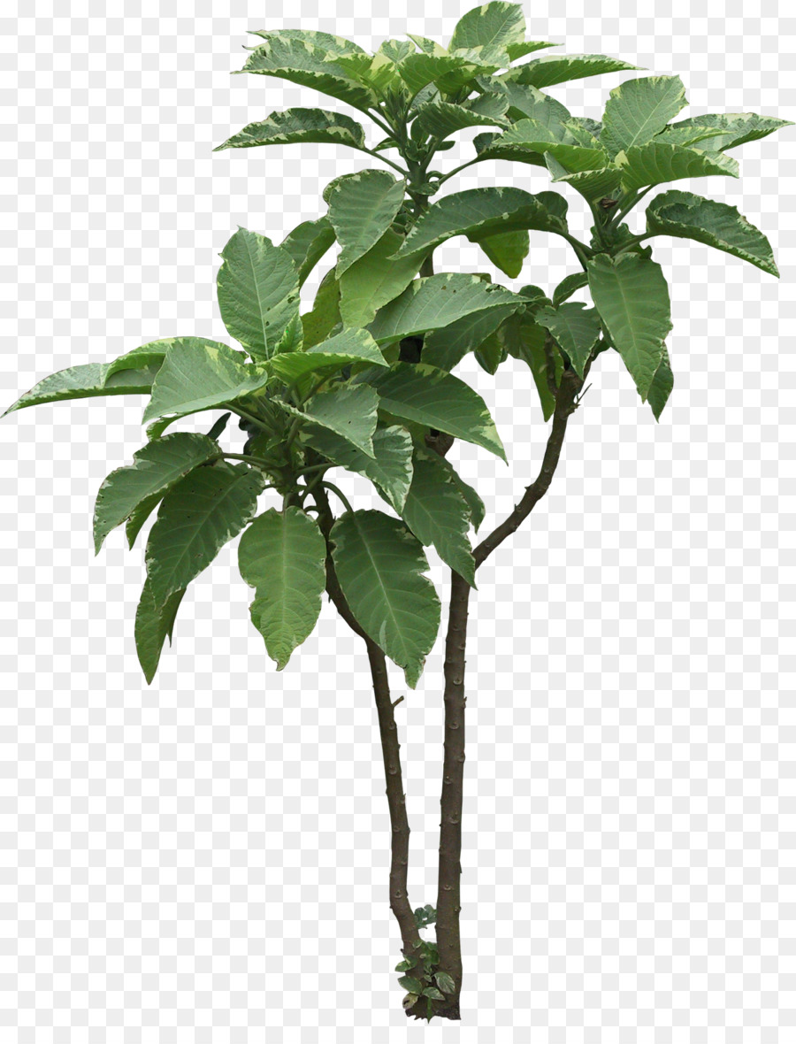 Arbre，Plante PNG