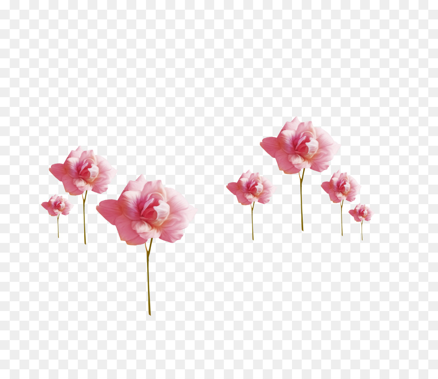 Fleurs，Rose PNG