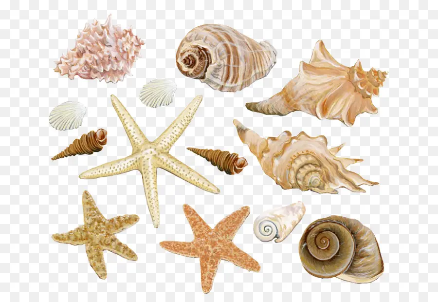 Coquillage，Mollusque à Coquille PNG