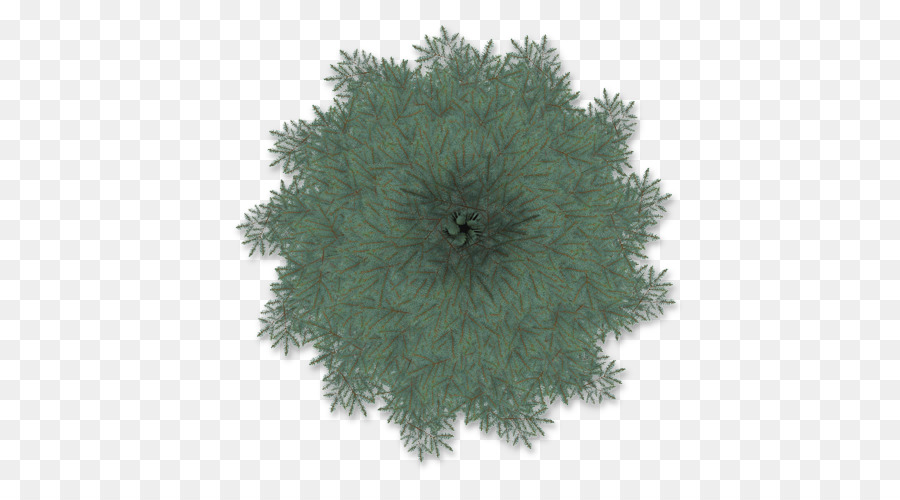 Arbre，Épinette Bleue PNG