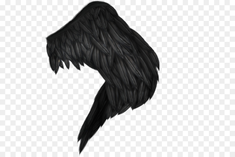 Plume Noire，Plume PNG