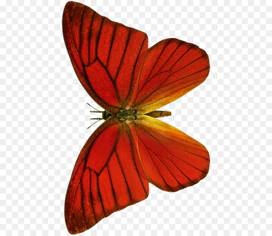 Papillon，Rouge PNG