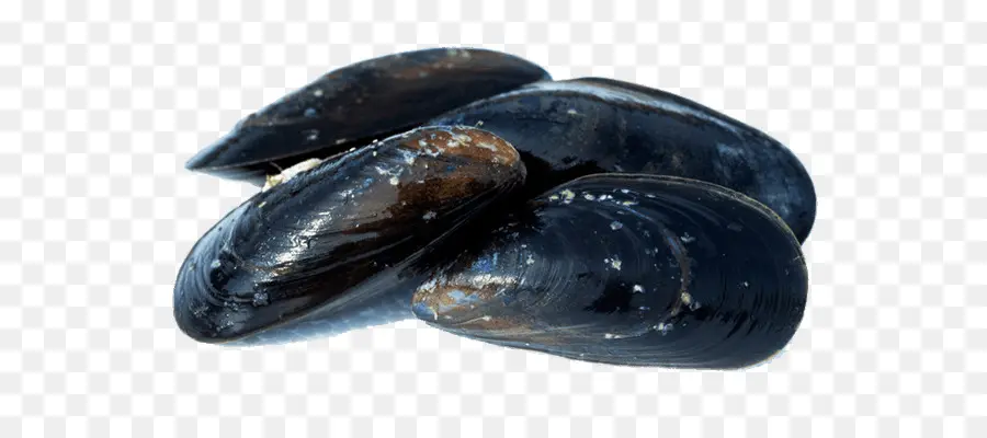 Moules，Fruit De Mer PNG