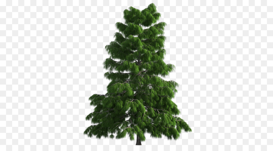 Arbre，Pin PNG