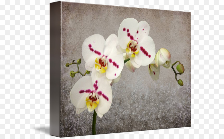 Teigne Des Orchidées，Design Floral PNG