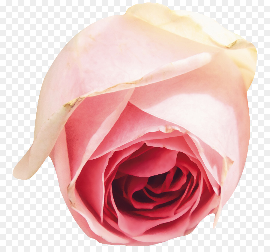 Rose Rose，Floraison PNG