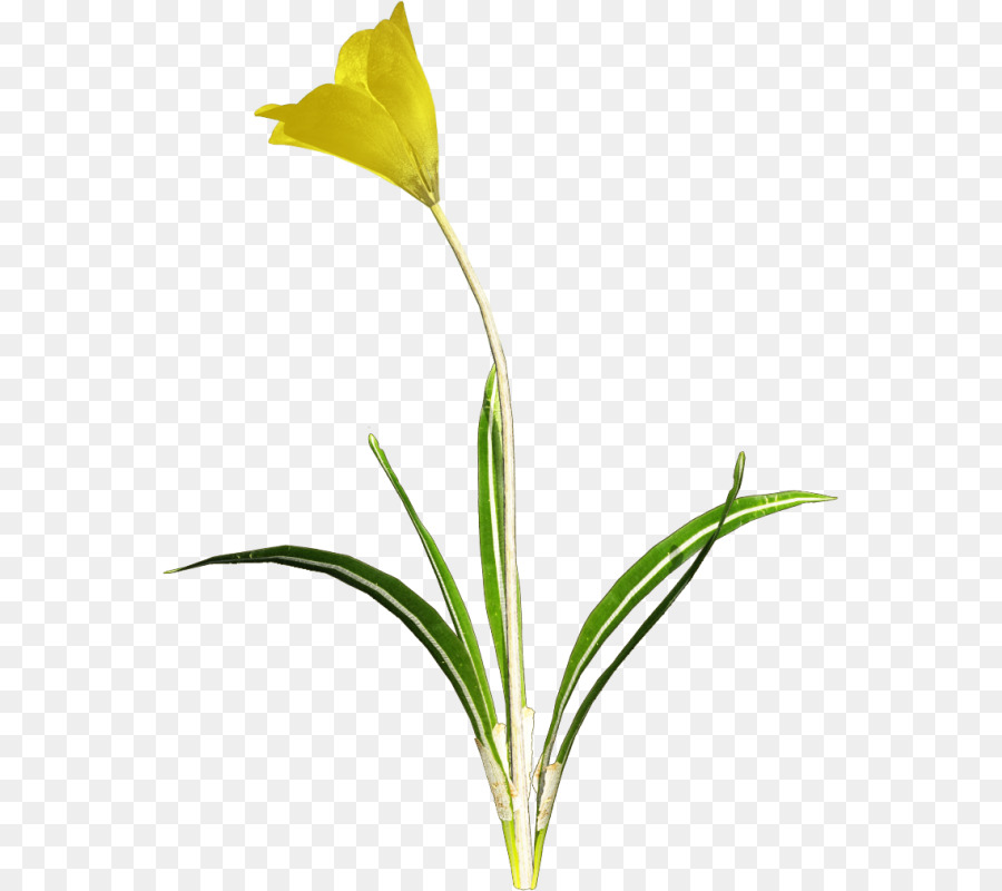 Plante Verte，Feuilles PNG