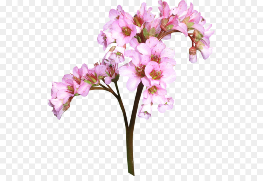 Fleurs Jaunes，Fleurir PNG