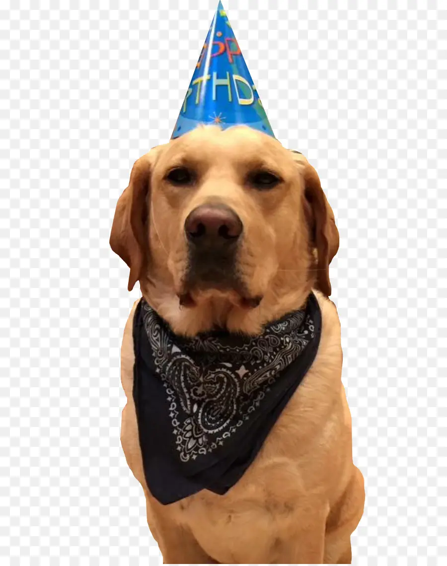 Chien，Chapeau D'anniversaire PNG