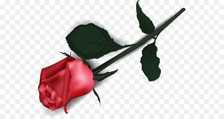 Rose Rouge，Fleur PNG