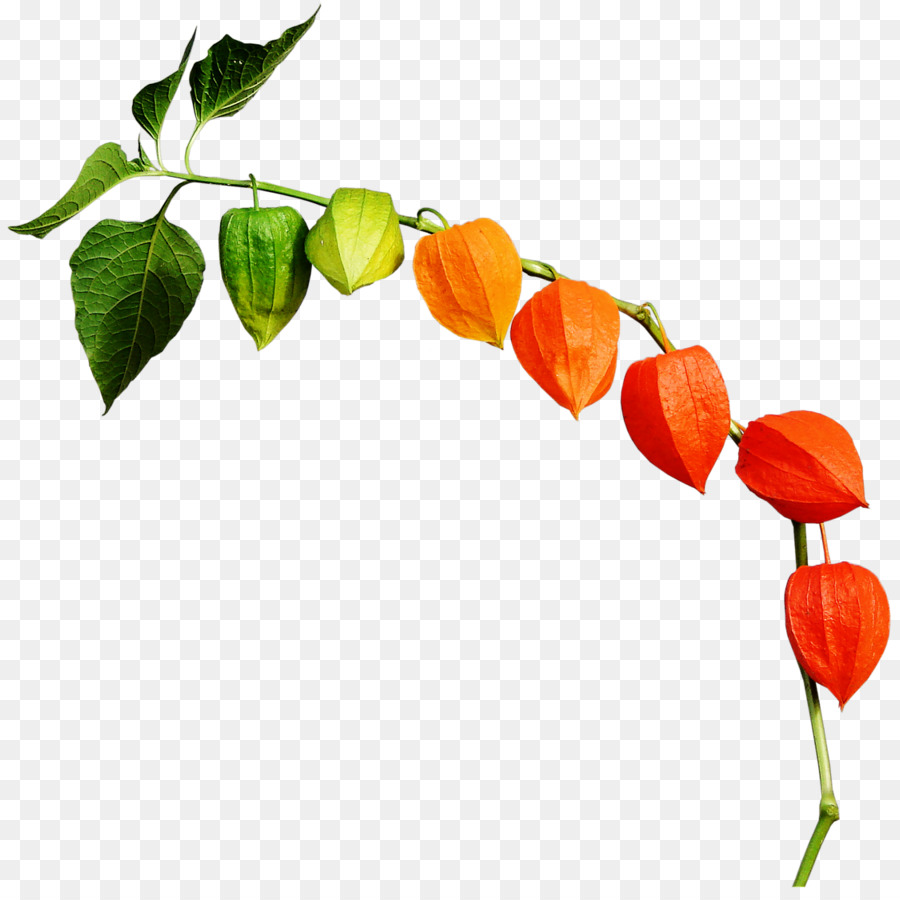 Plante Lanterne Colorée，Feuilles PNG