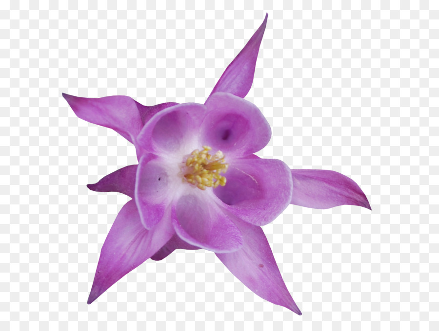 Fleur Rose，Fleurir PNG