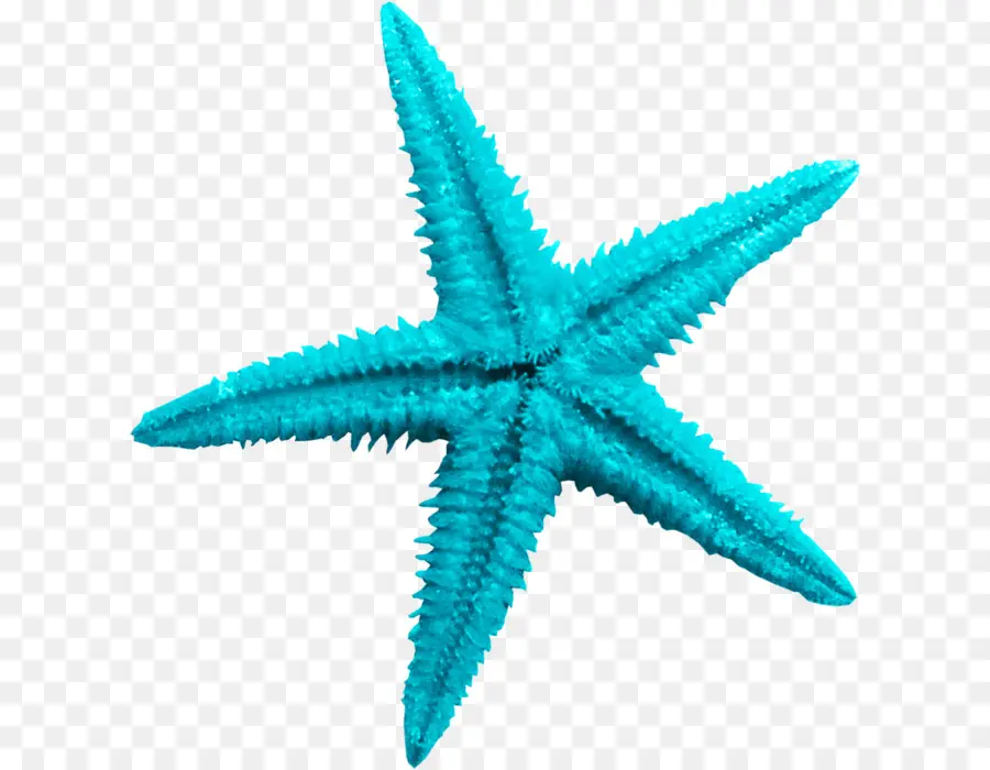 étoile De Mer，Mer PNG