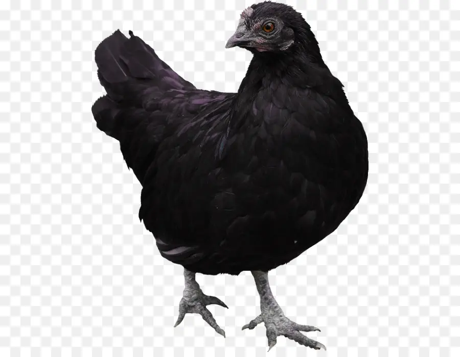Coq，Noir Castillan PNG