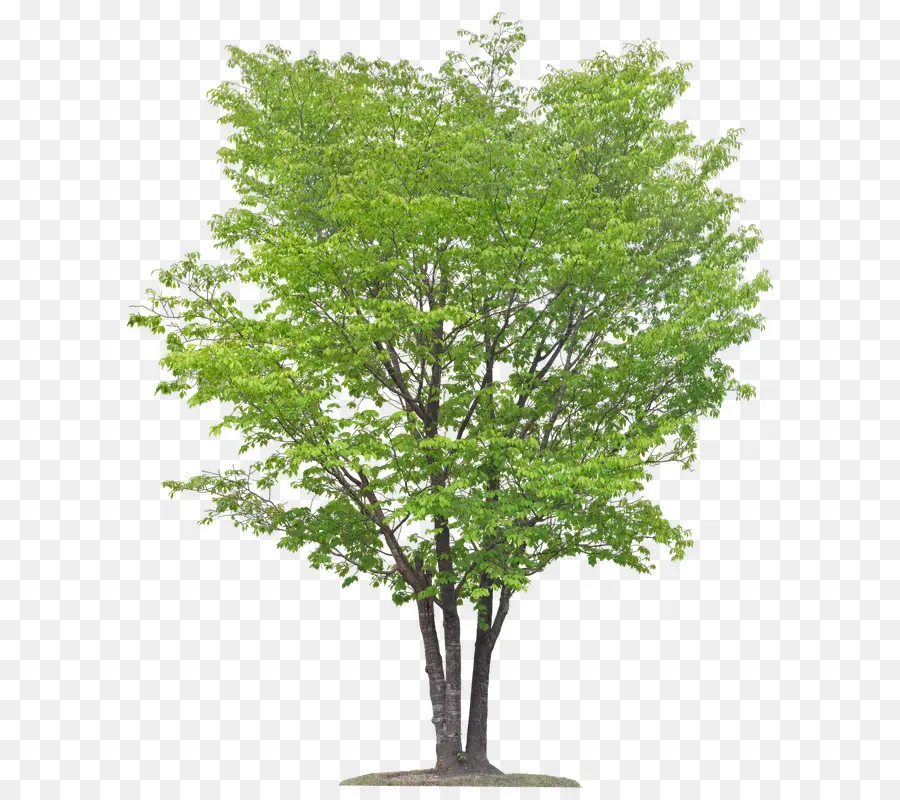 Arbre Vert，Feuilles PNG