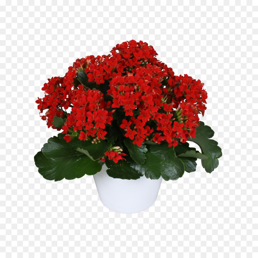 Fleurs Rouges，Pot PNG