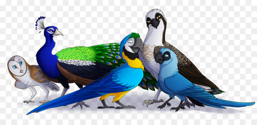 Oiseaux，Perroquet PNG