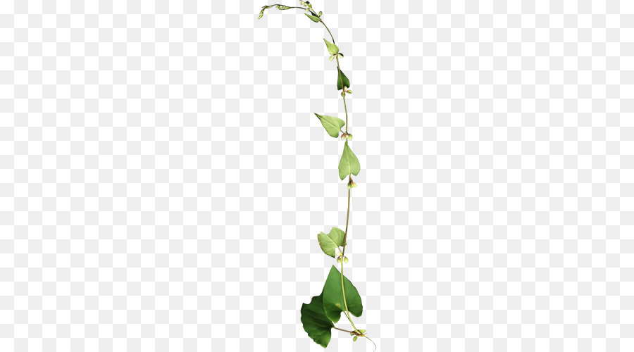 Vigne Verte，Feuilles PNG