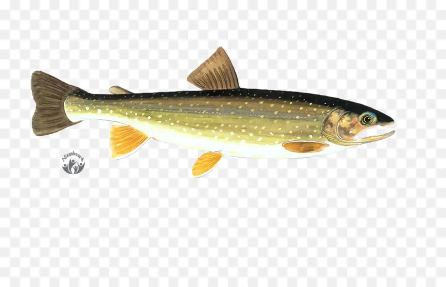 Poisson，Aquatique PNG