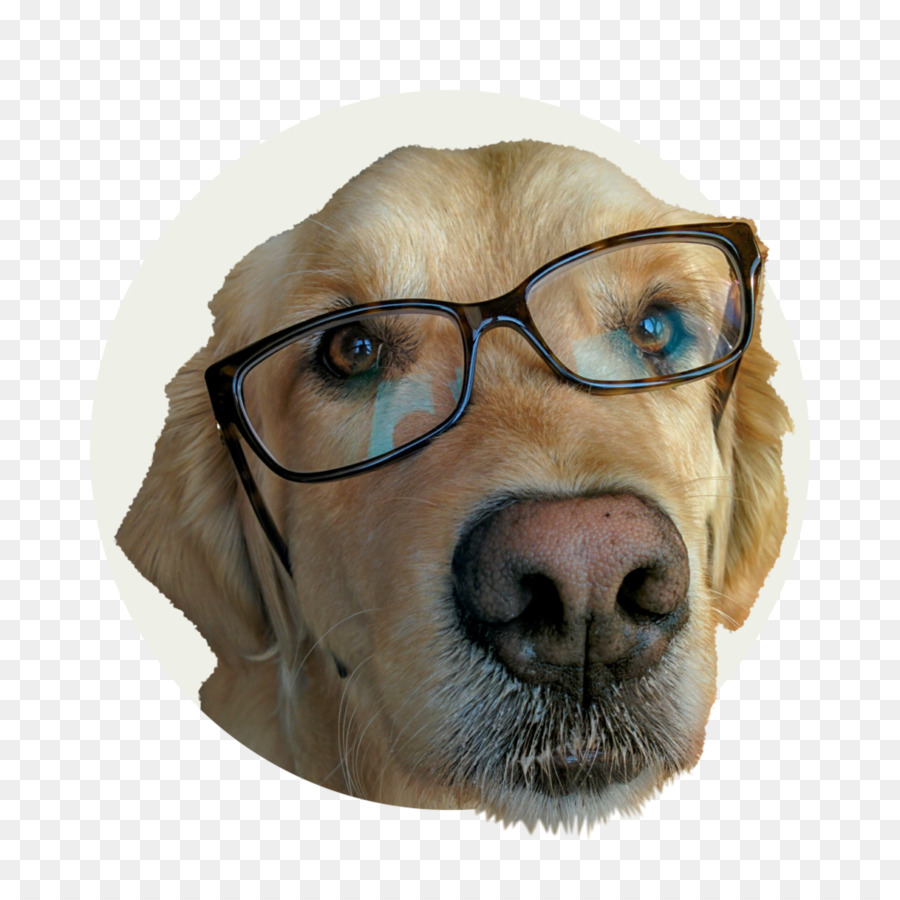 Le Labrador Retriever，Golden Retriever PNG