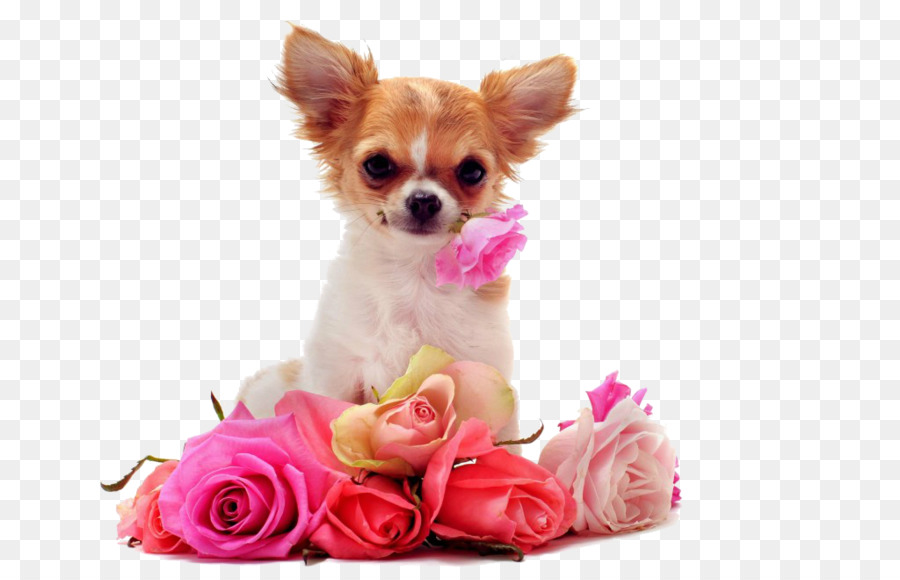 Chiot Avec Des Fleurs，Chiot PNG