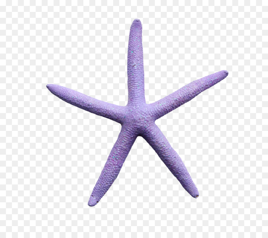 étoile De Mer，Violet PNG
