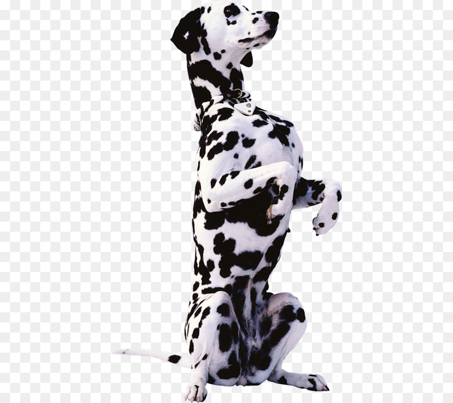 Chien Dalmatien，Taches PNG