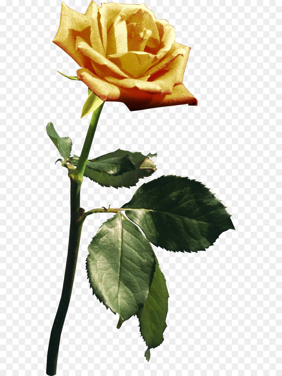 Rose Rose，Floraison PNG