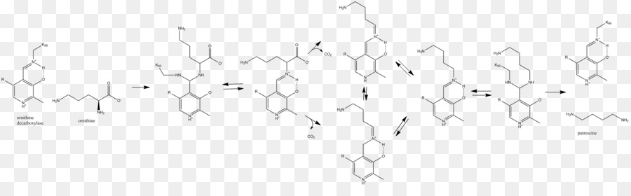 épipodophyllotoxine，Podophyllotoxine PNG