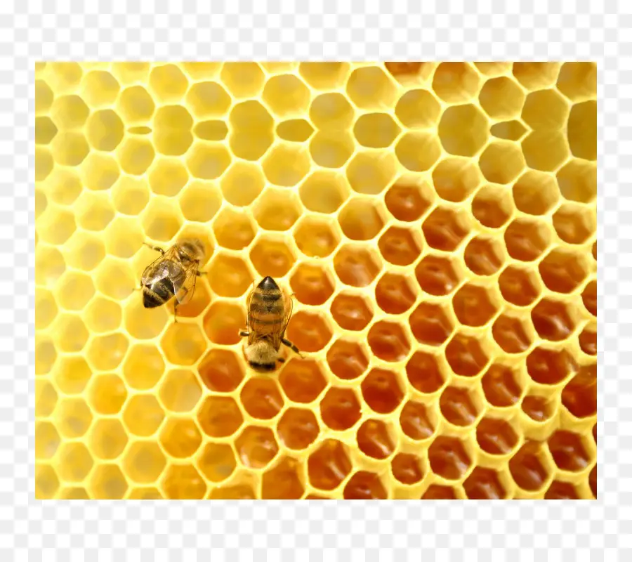 Rayon De Miel，Abeilles PNG