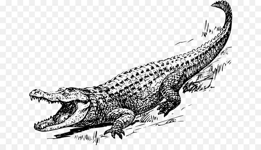 Crocodile，L Alligator Américain PNG