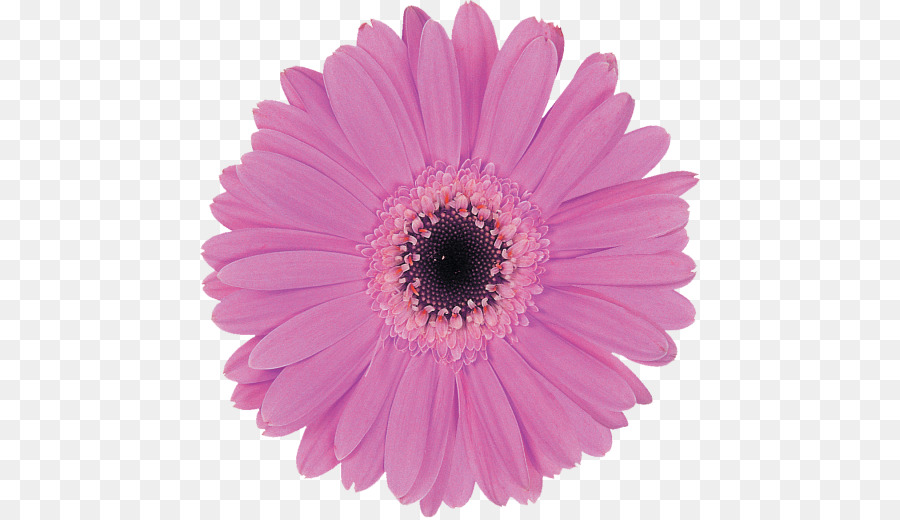 Fleur，Floraison PNG