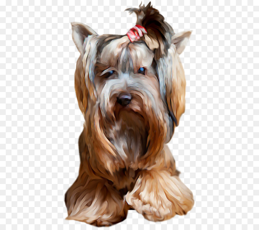 Le Yorkshire Terrier，Schnauzer Nain PNG